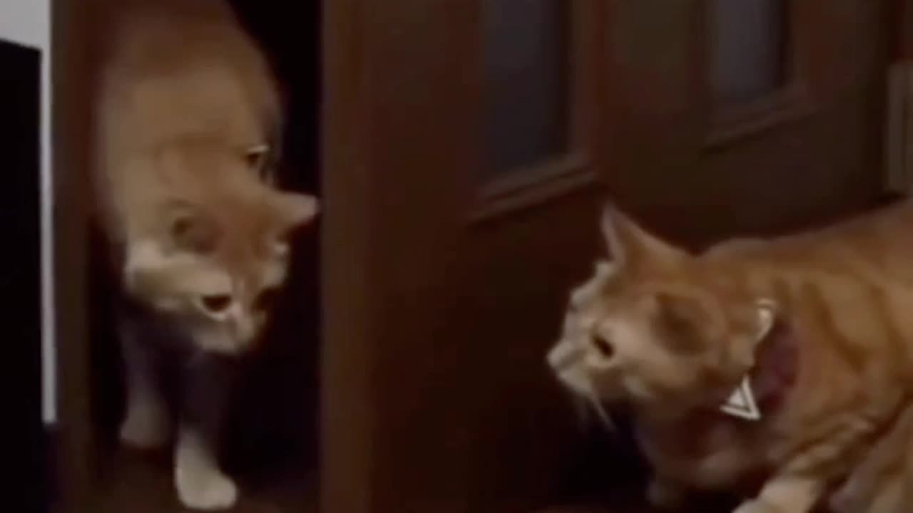 Funny cat video scene