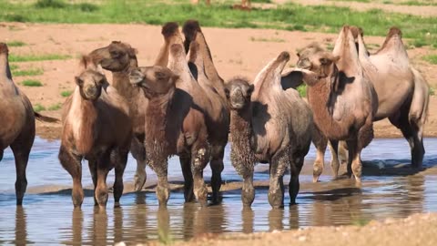 Animal fonny video