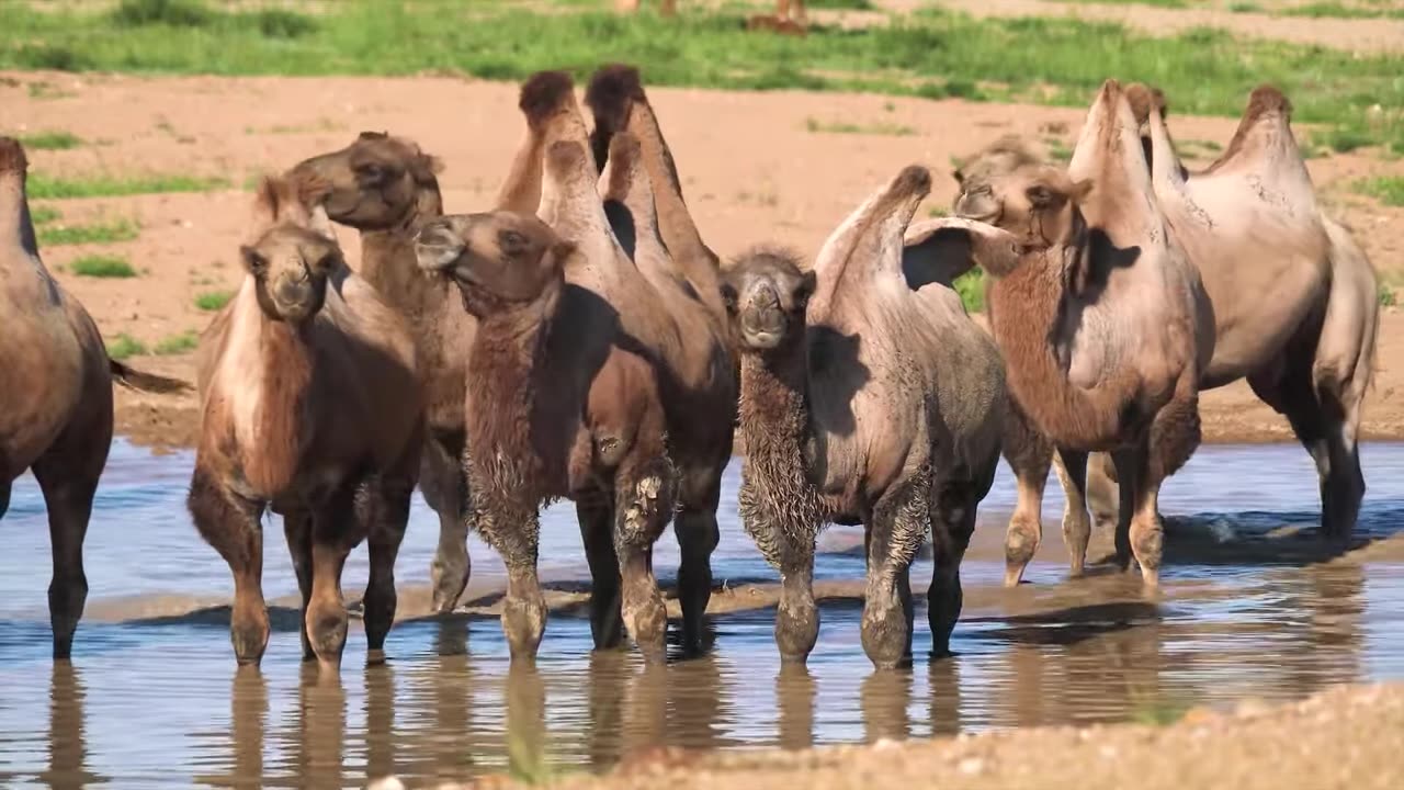 Animal fonny video