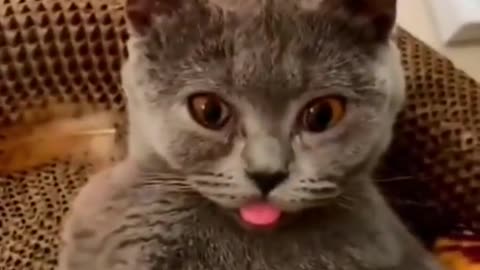 Funniest Cat Moment Recorded 😂 Funny Scene By Cats