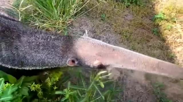 TOP 5 CUTE 😍 ANIMALS