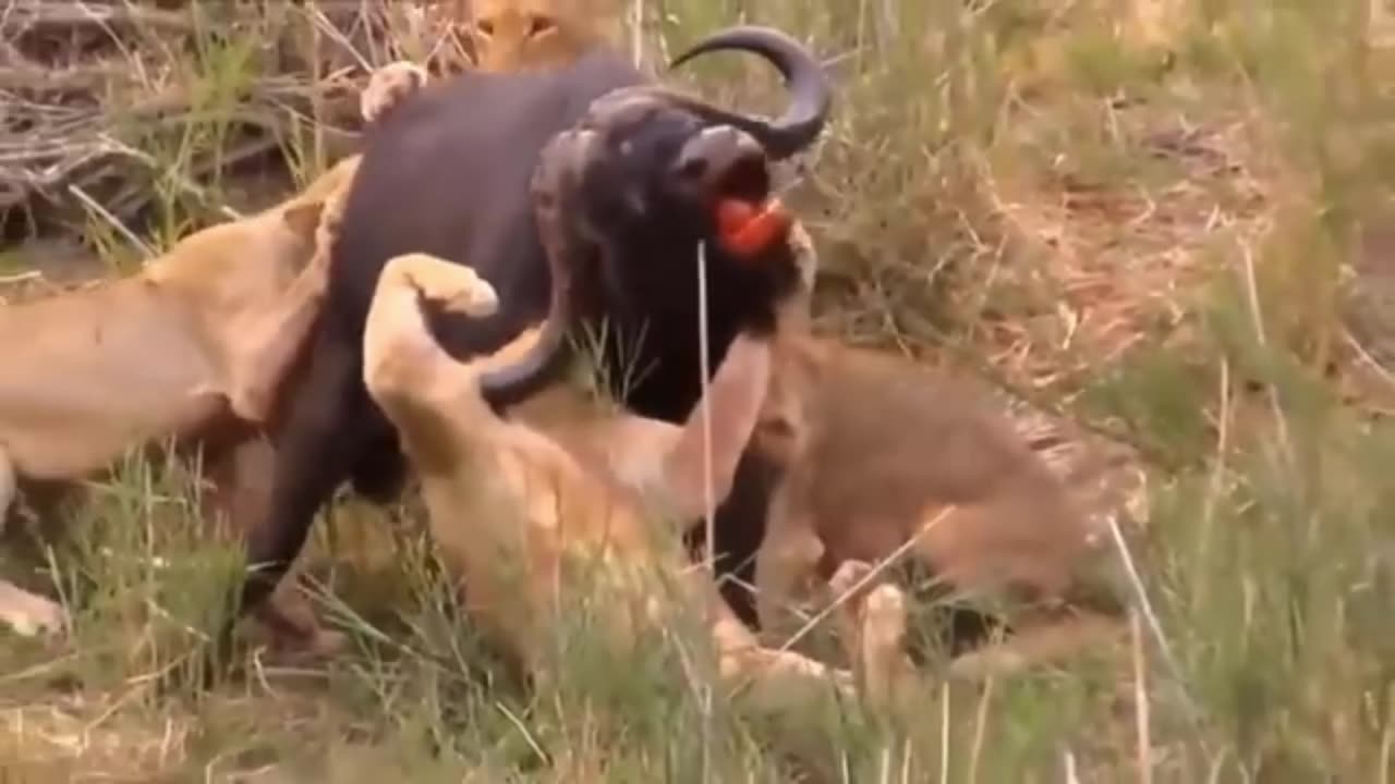 Most Amazing moments of wild Animal 2022 - wild discovery Animals