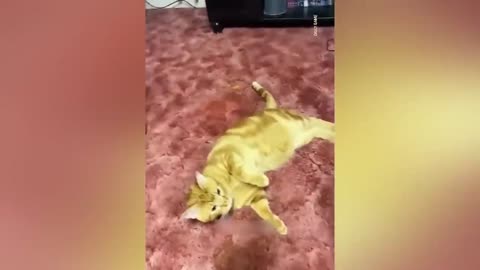 funny dogs