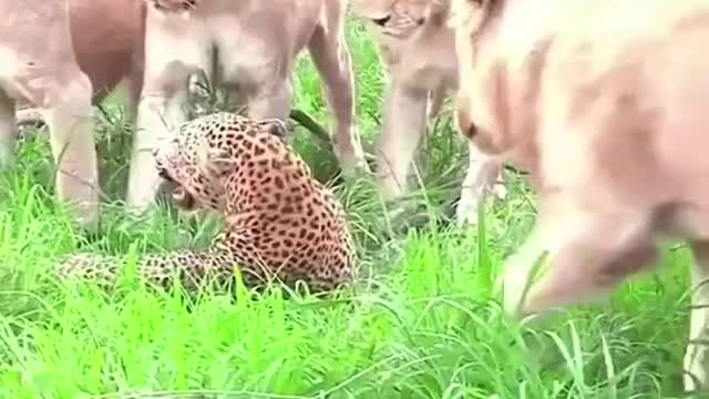 The poor leopard was beaten up by the lions