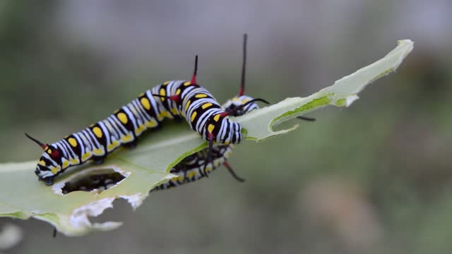 Look how insects eat !! I wondered