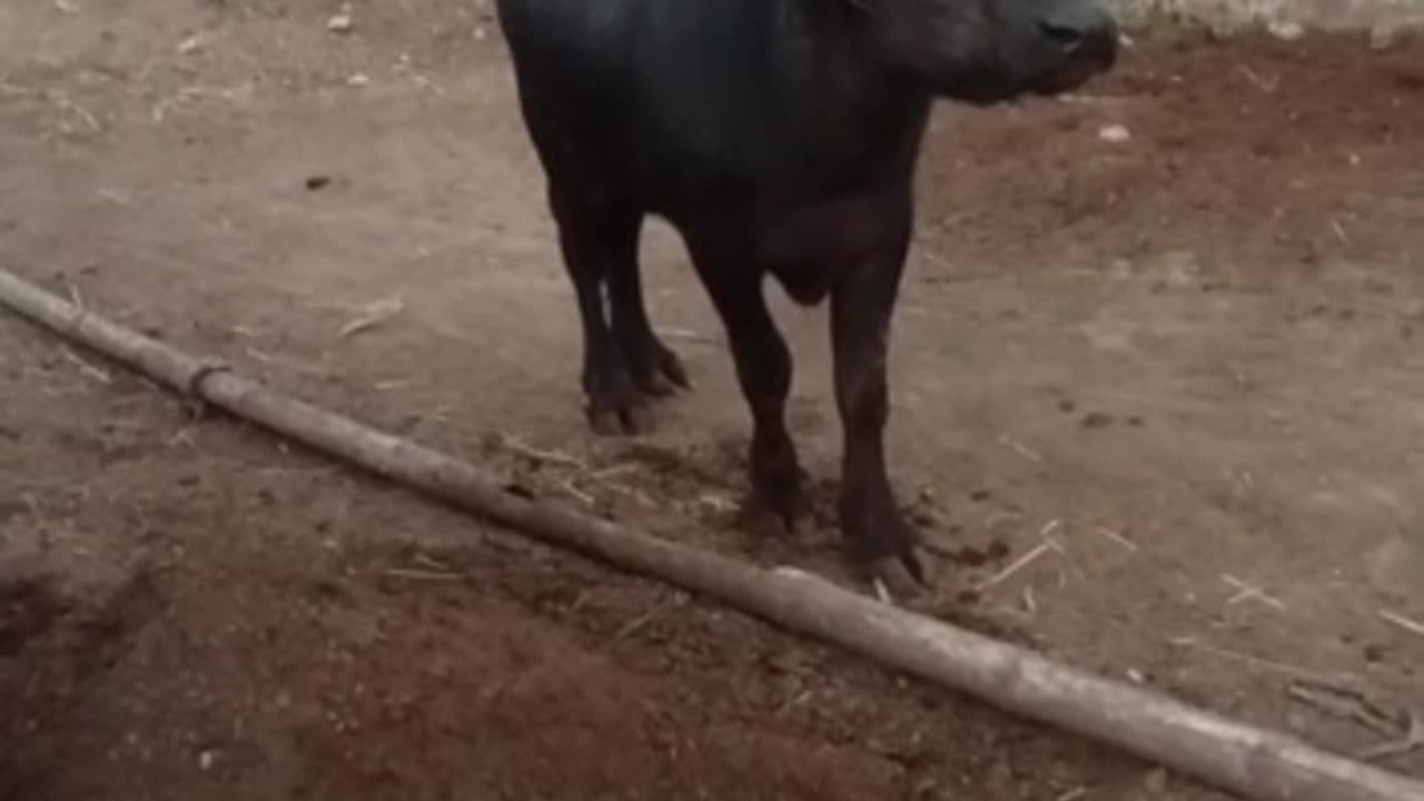 buffalo on street #buffalo #cattlefarming