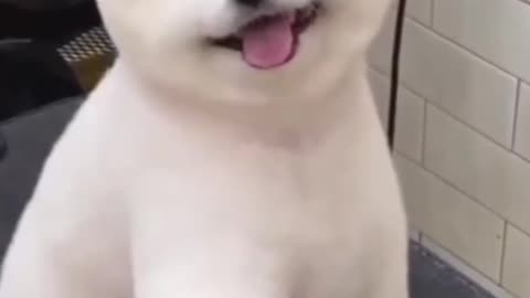 Cute and funny dog