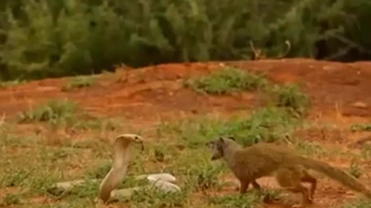 Cobra_vs_Mongoose__Snake_Killer