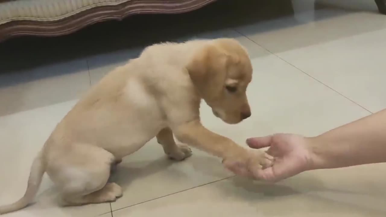 Labrador puppy training.