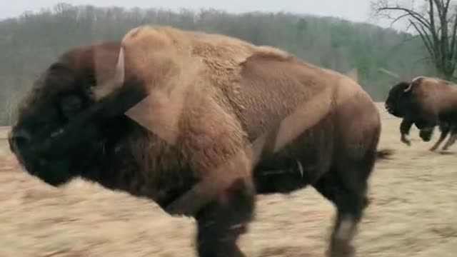 Amazing!Adult Bison have tracheas 6” in diameter and rarely get tired while running 35-40 mph?!