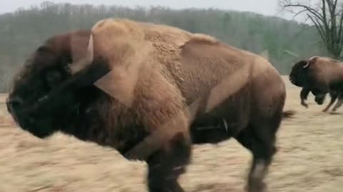 Amazing!Adult Bison have tracheas 6” in diameter and rarely get tired while running 35-40 mph?!