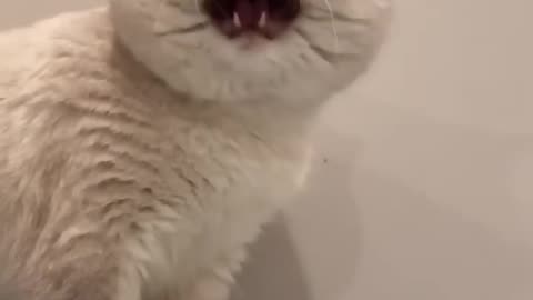 Cat sound to attract cats🙀realistic multiple meows