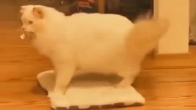 Funny Pet Animals: Funniest and Cutest Cats and Dogs