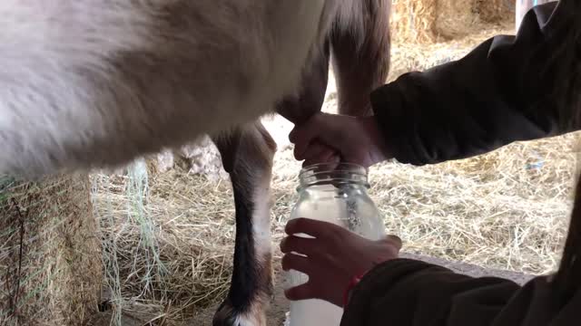 Farm Life The Kids Get Their Goat Chores Done