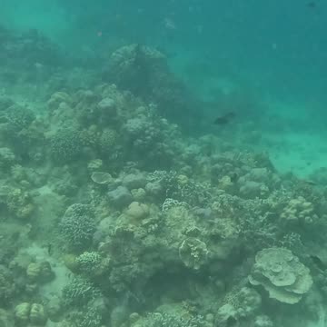 A Morning Snorkeling Adventure