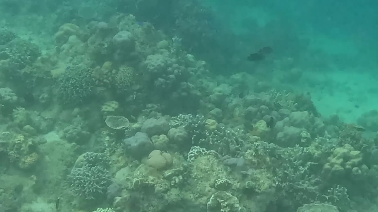 A Morning Snorkeling Adventure