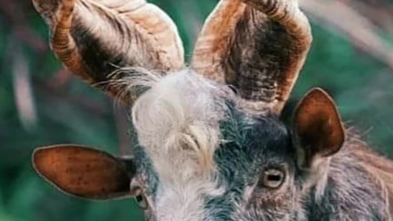 fun facts about goats