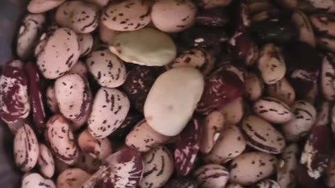 Landrace Breeding Project Update