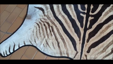 Grade A Zebra Skin Rug Burchell Breed