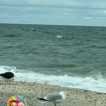 SEAGULLS BY THE SEASHORE