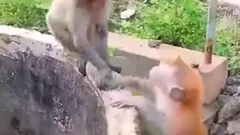 Aww ... this monkeys heartwarming rescue of his friend ... 🐱❤️🐵