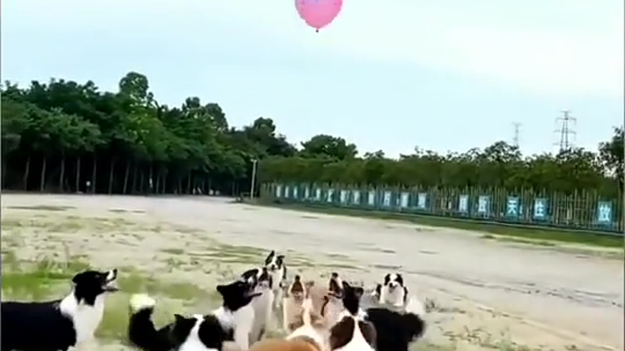 Dogs #comedy #trending #viral