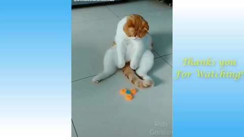 Top Funny Cat Videos Of The Weekly - Try Not To Laugh 5 |