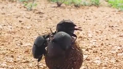 Beetles Battle for the Dung Throne! 💩💥