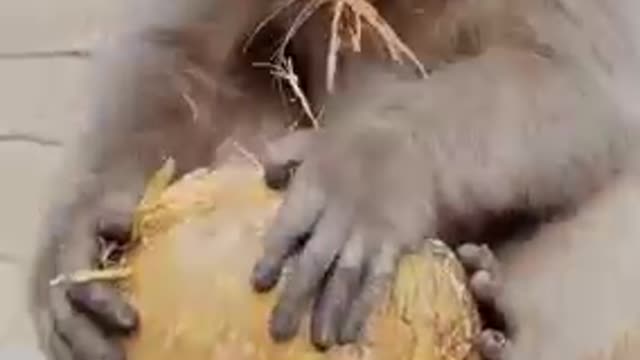 Funny and Amazing Monkeys to Watch