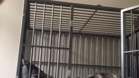 German Shepherd dog figures out how to open her crate...