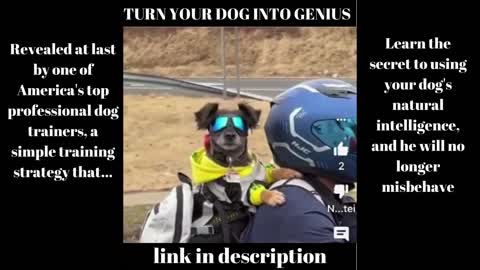 TURN YOUR DOG INTO GENIUS