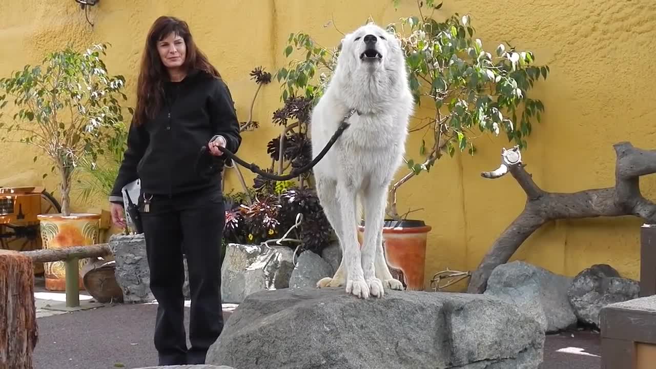 San Diego Zoo - White Arctic Wolf Howling