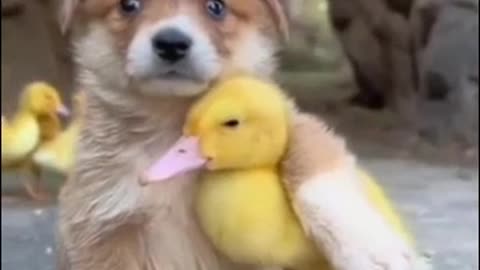 Puppy and duckling are best friends