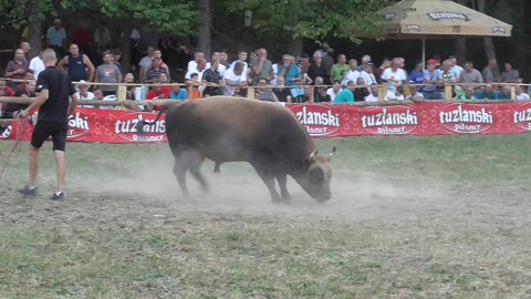 Jelenko od Demirovića vs Cvijan od Bajramovića Stražbenica 2024