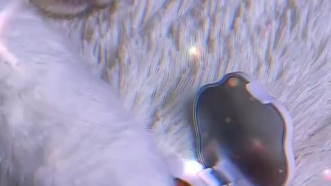 Why is there a chain on the cat?