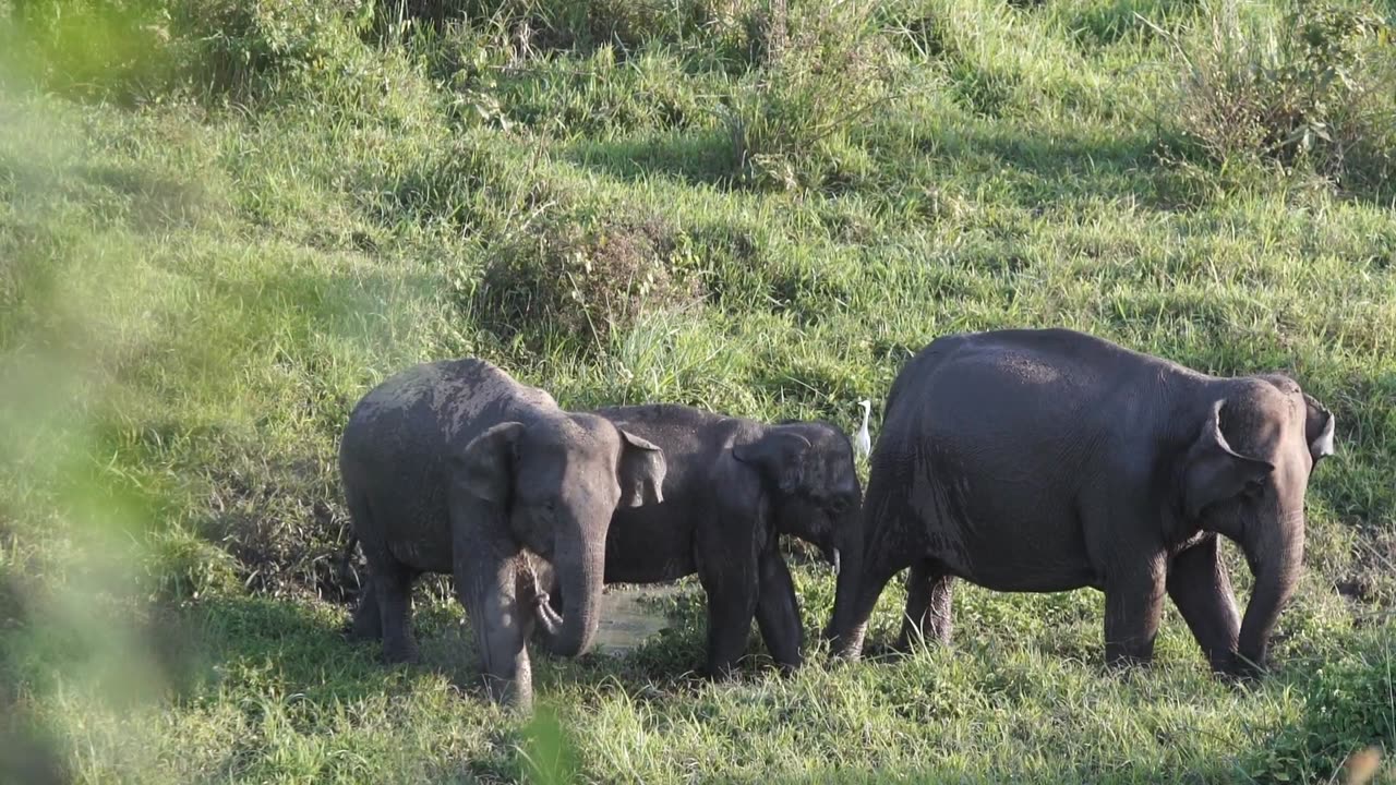 Gentle Giants: Amazing Elephant Moments