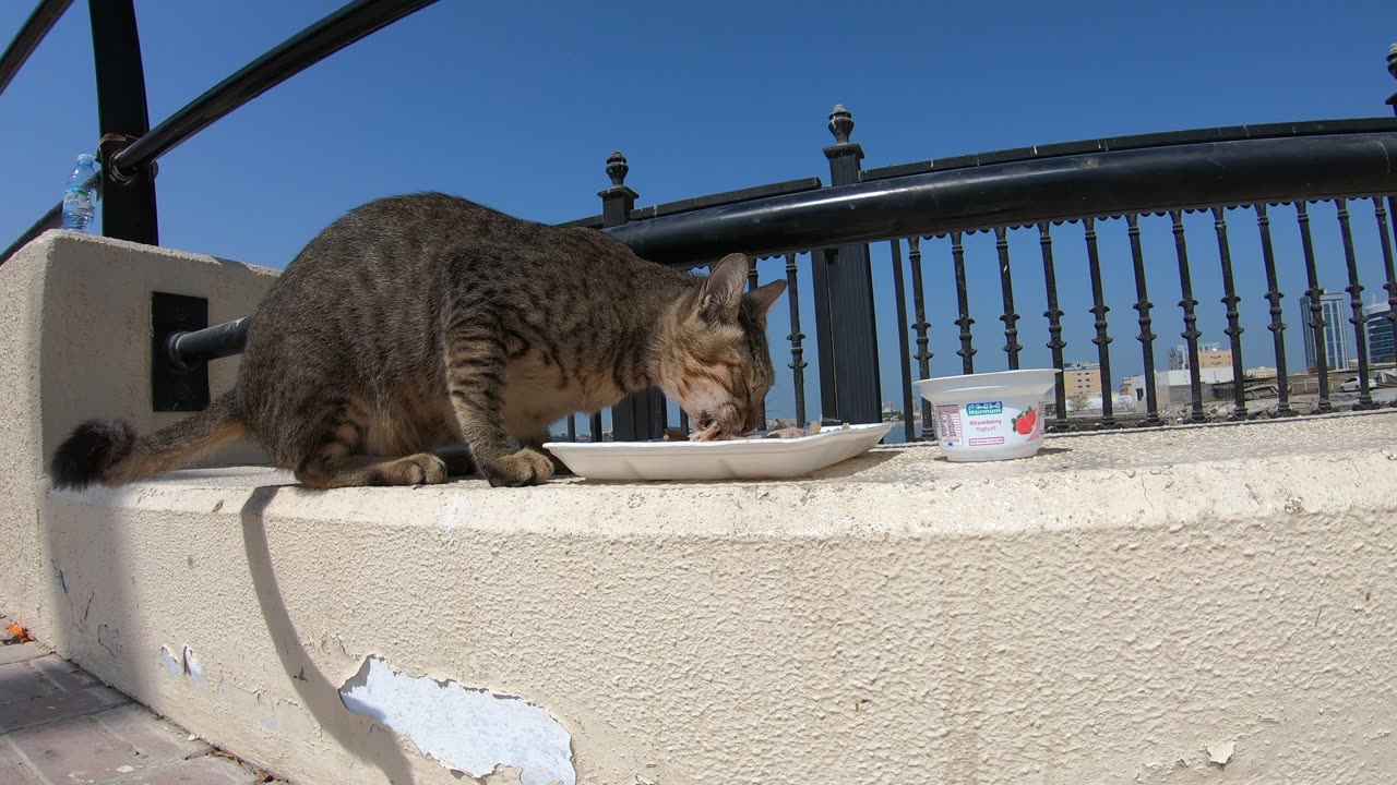 MICHAEL JACKSON - Homeless cat in Ras Al Khaimah, UAE #cat #cats #MichaelJackson #emirates #ae #UAE