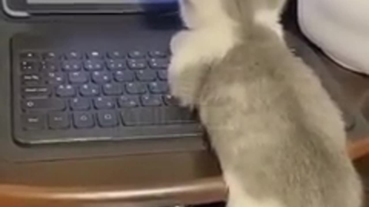 cotfunny cot video viral trending 😺😺😺