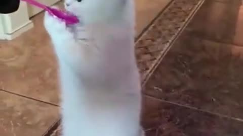 Funny Animal Videos 2023 😂😂 Funniest Cats and Dogs