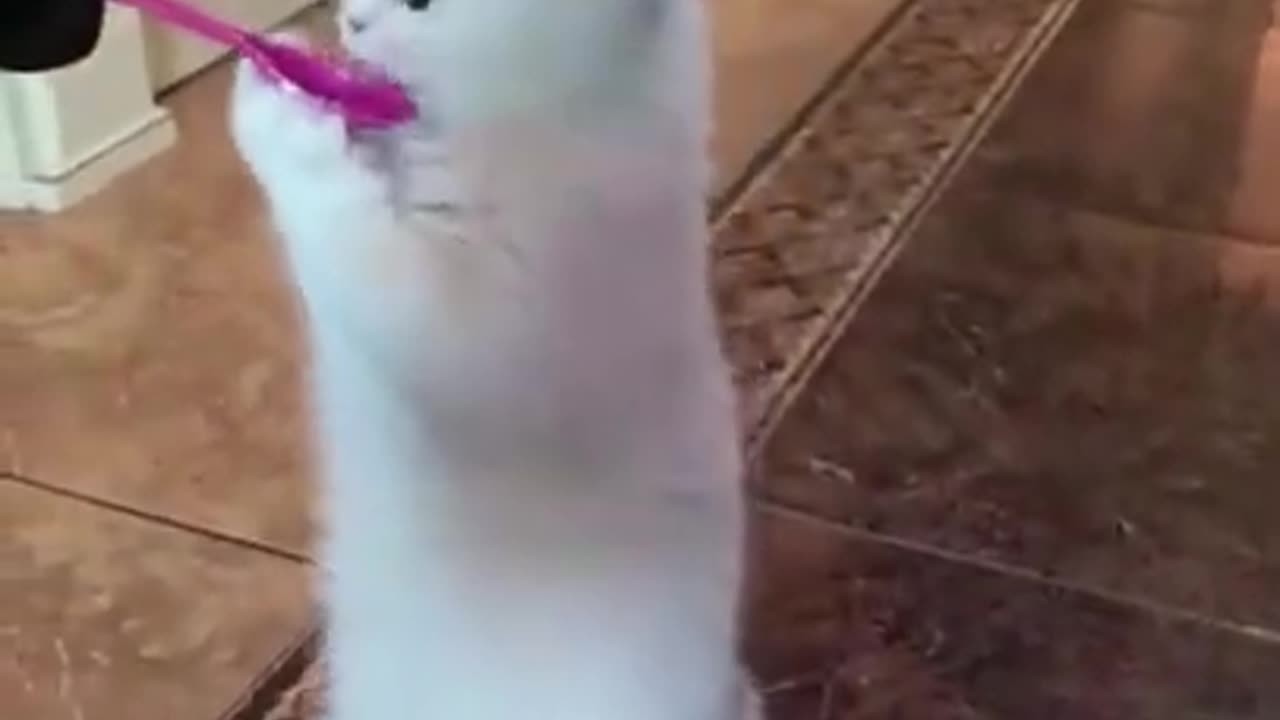 Funny Animal Videos 2023 😂😂 Funniest Cats and Dogs