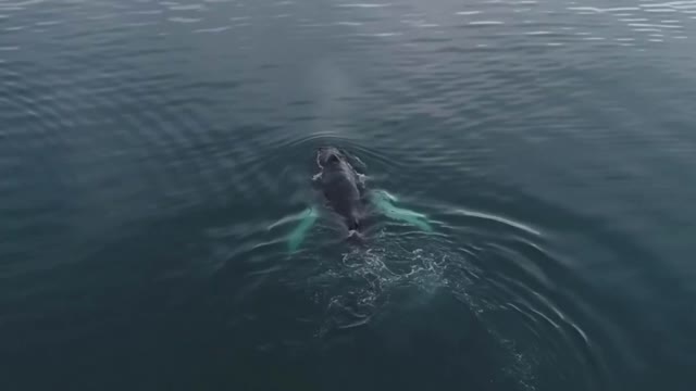 big whale recorded in the ocean