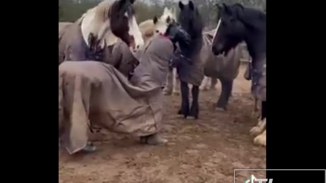 Two Dudes Try To Pick Up On Some Horses