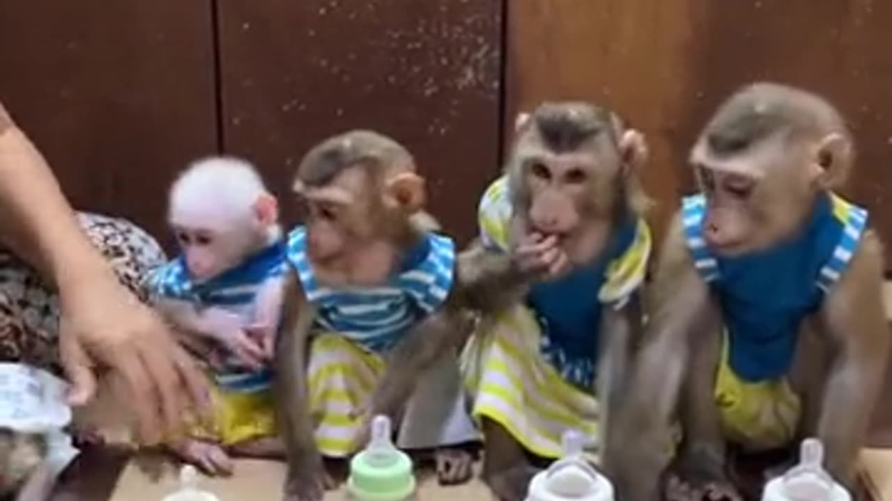 A family of mischievous monkeys