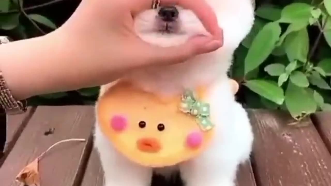 Cute Dog