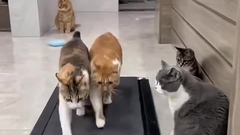 They think they are going somewhere 😂 #funny #viral #shorts #cats #petfriendships