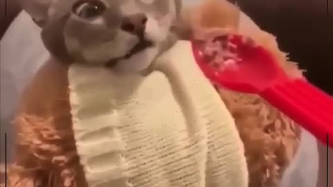 Funny Cats Compilation