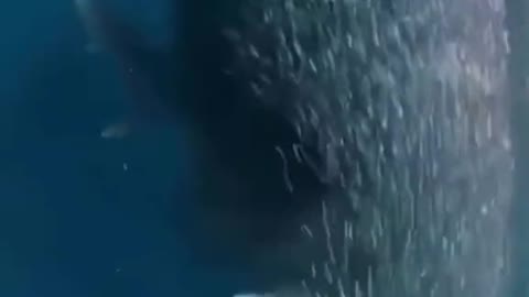 Who is eating who🧐🤩