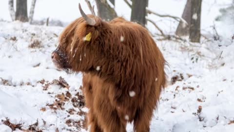 Bull in a snowy foresst HD