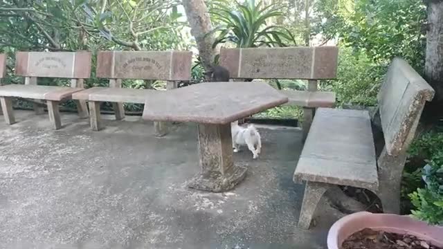 Funny puppy