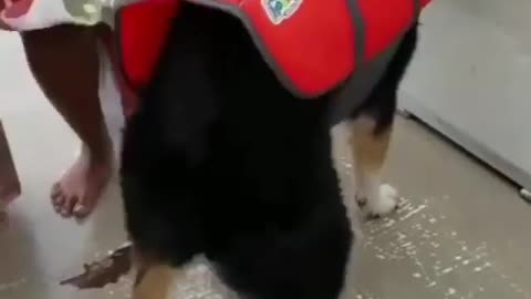 😂Funny dog dancing short video 😂